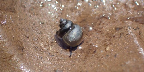 Beddomeia tumida (Great Lake freshwater snail)
